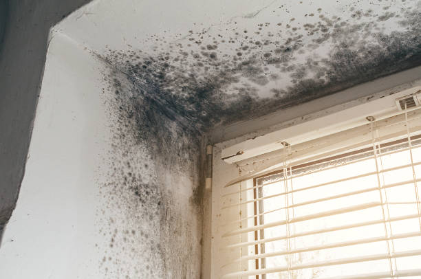 Affordable Mold Cleanup solutions in Clarklake, MI